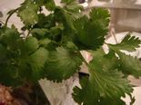 Fresh Coriander